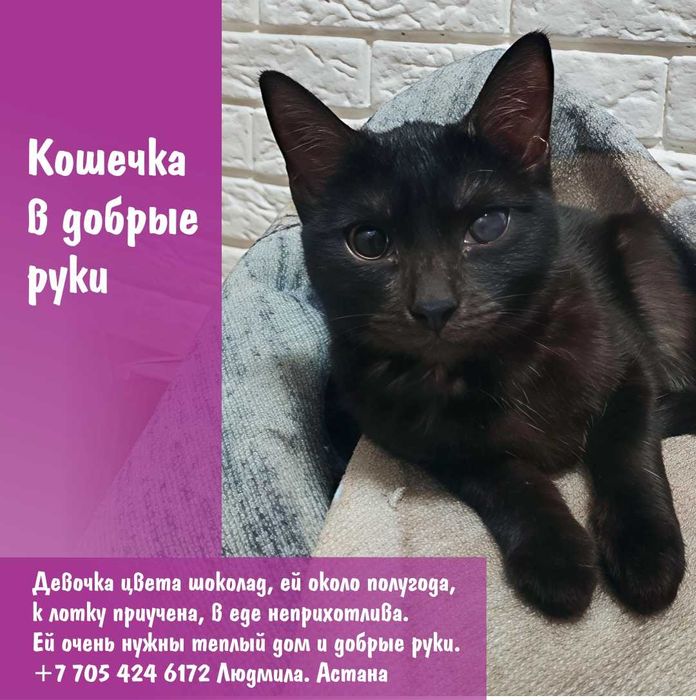Кошечка в добрые руки