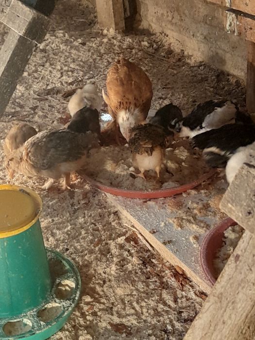 Шөжектер жүз шт.