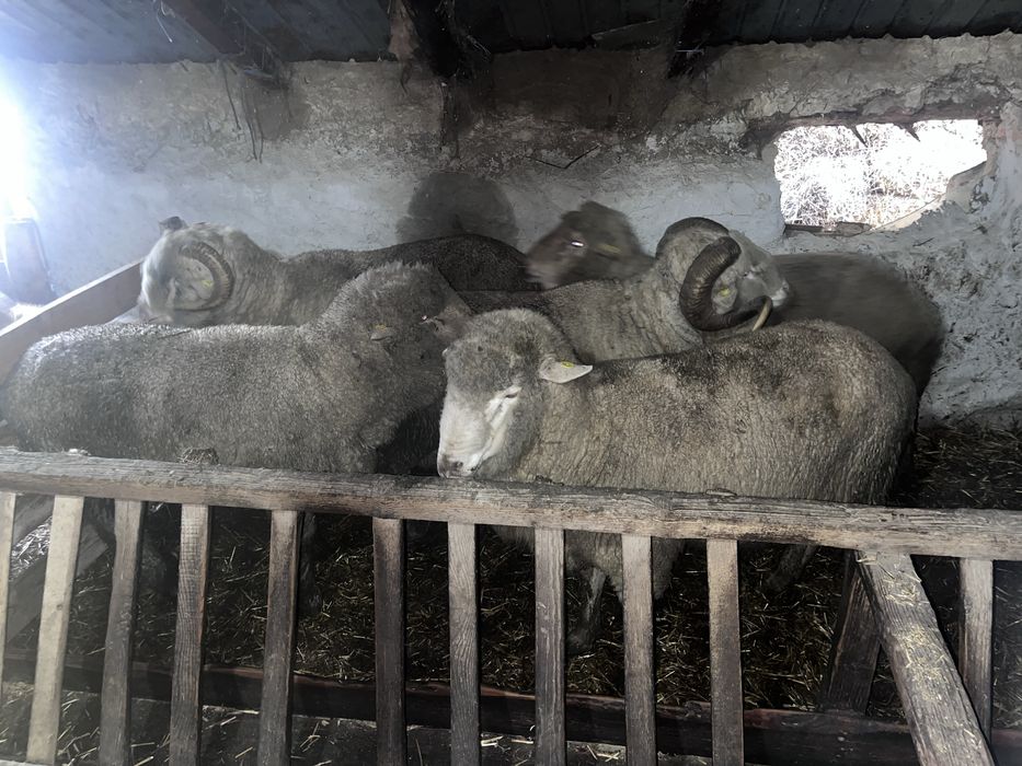 Vand berbeci merinos