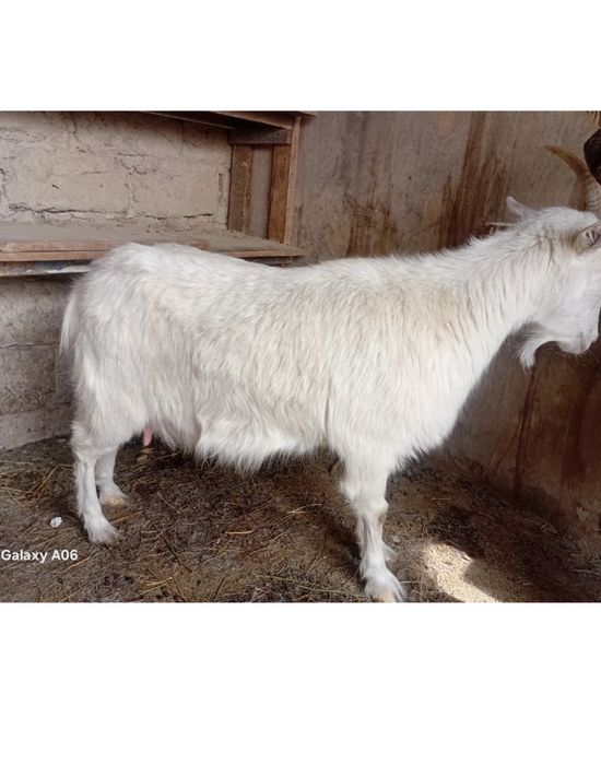 Залини Улица центральный 41