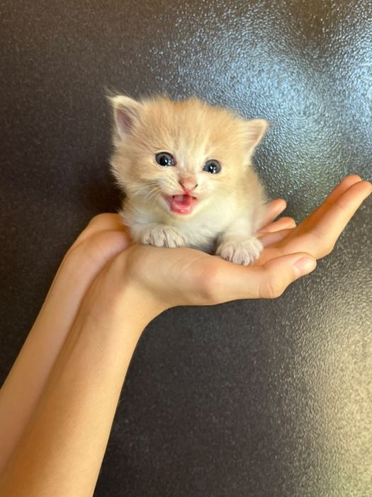 Отдам даром котят
