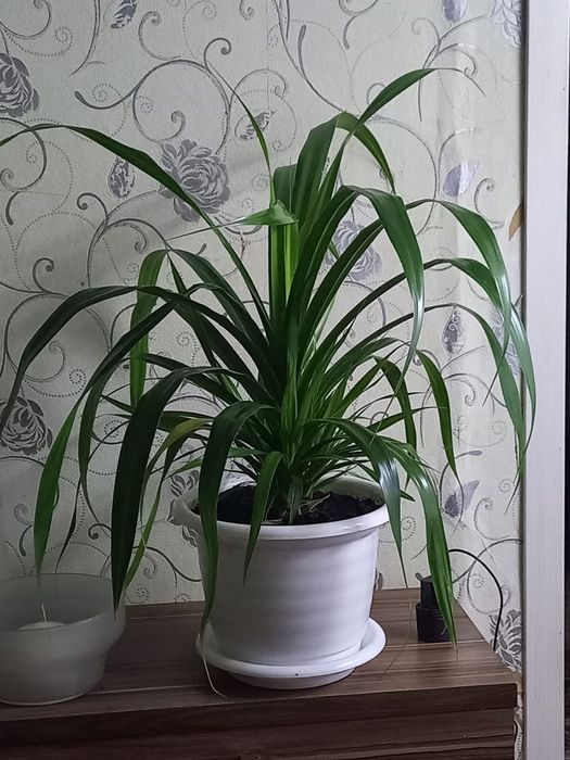 Продам панданус винтовая пальма