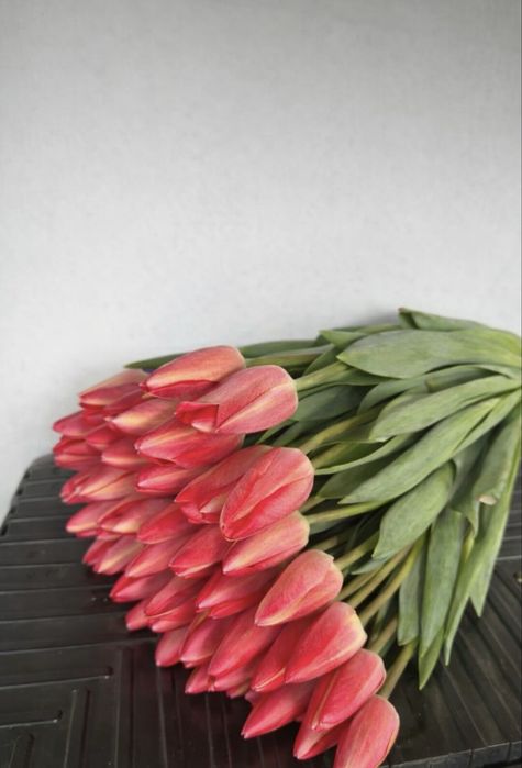 Тюльпаны премиум качество