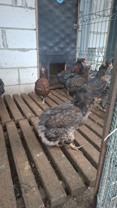 Oua incubat araucana