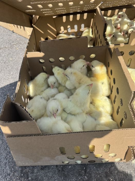 Продам цыплят петушки