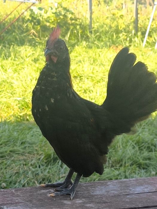 Perechi Bantam jucăușe și destepte
