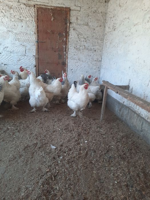 Яйца инкубационные, 200 тенге