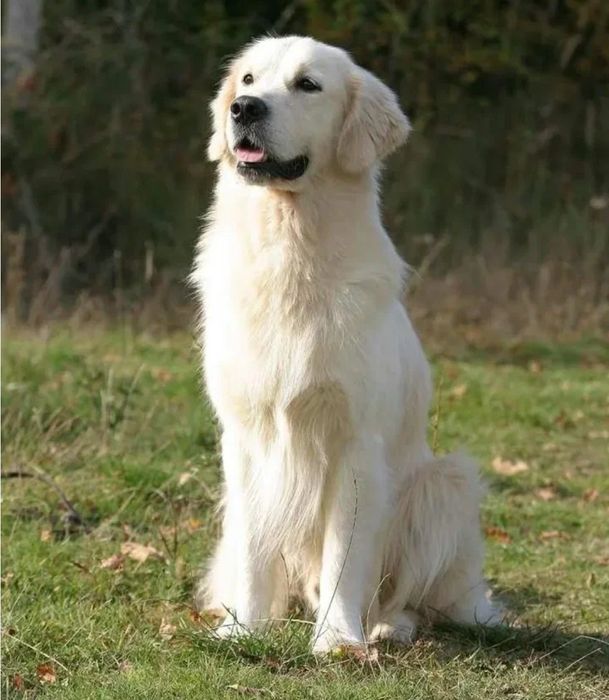 Голден-ретривер(Золотистый-ретривер) Щенки