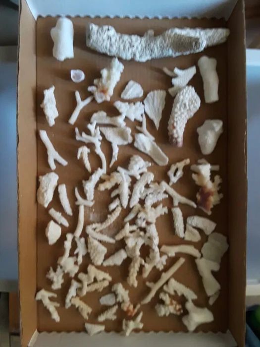 Corali,stele,arici de mare,scoici,etc