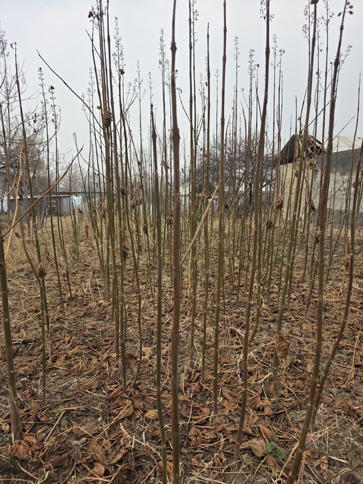 Павлоня кучатлари сотилади