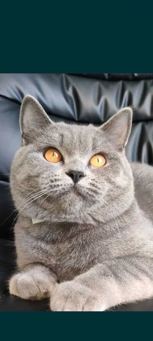 Продаются чистокровные породистые Скотиш фолд  котята