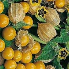 Физалис (Земна череша)