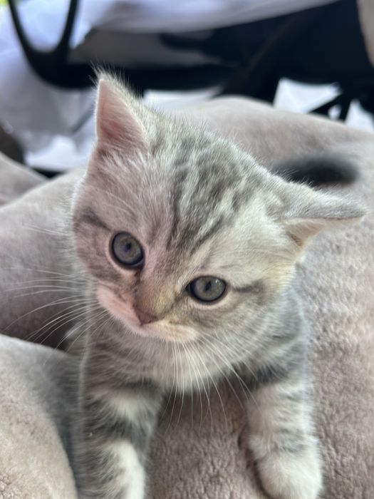 Котенок шотландский 1,5 месяца мальчик