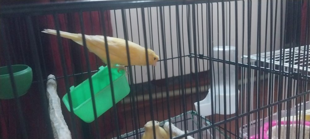 Канарейкй самка 2-шт