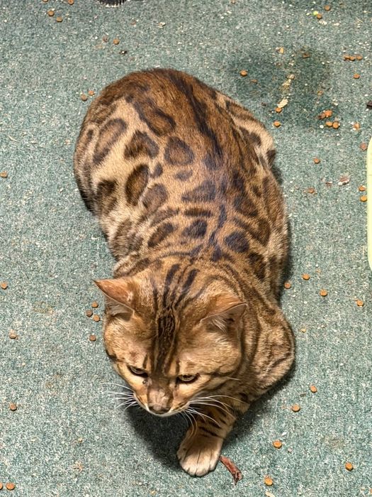 Bengal zotli mushuk sotiladi. Jinsi erkak