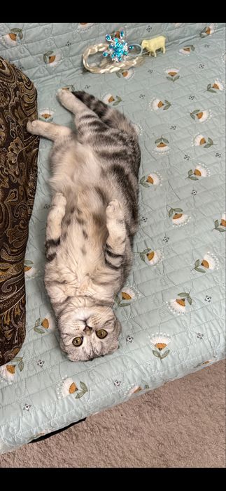 Отдам кошку хорошие руки