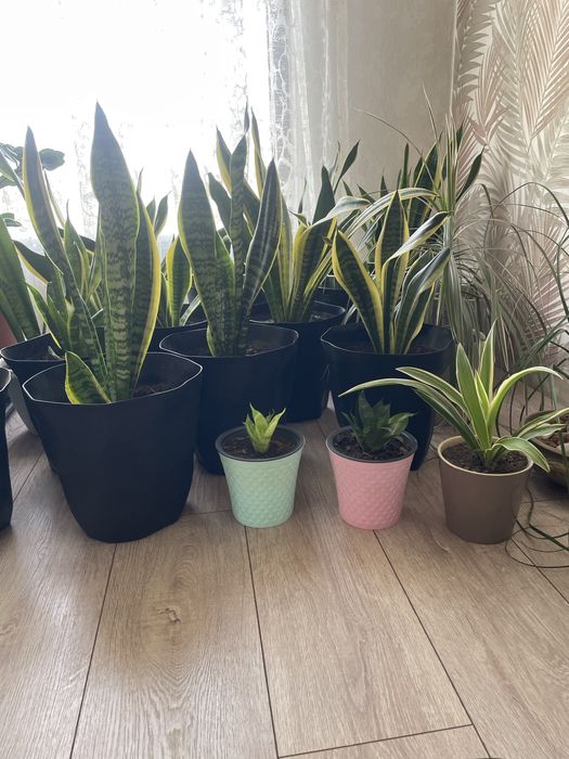 Продам комнатные цветы.