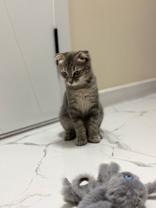 Шотландская вислоуха кошка