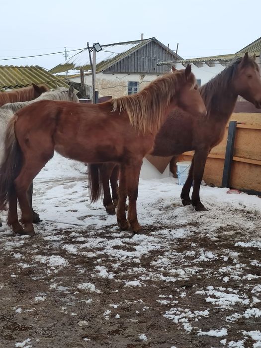 Продам кобылешку 1,5