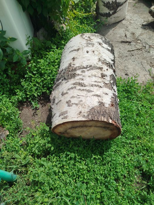 Продам спил берёзы