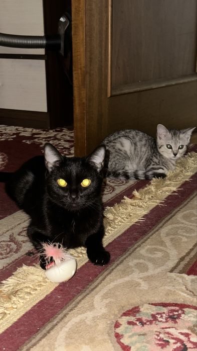 Отдам в добрые руки