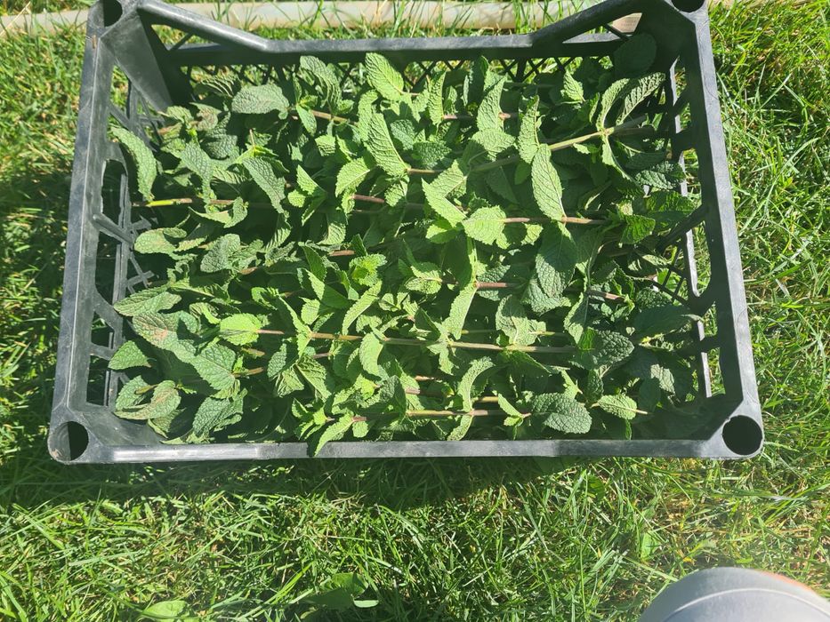 Mentă olandeză proaspătă