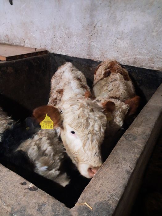 Vând 3 vitele baltate