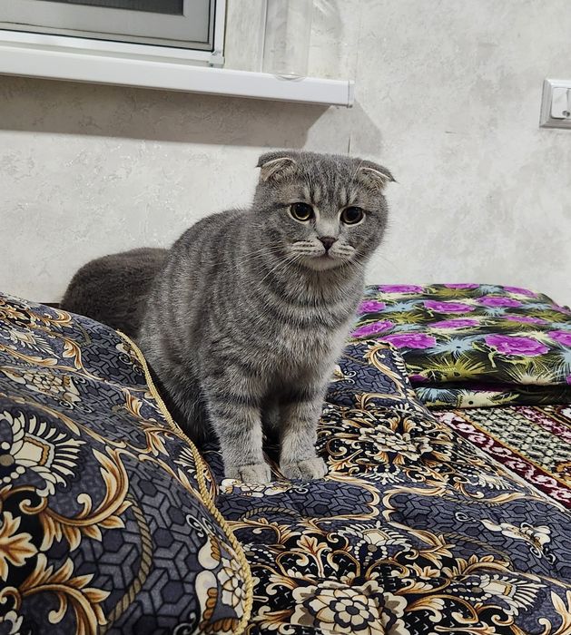 Sotiladi  выслоухий шиншилла