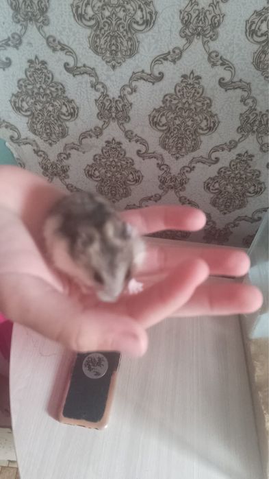 Отдам хомячков даром