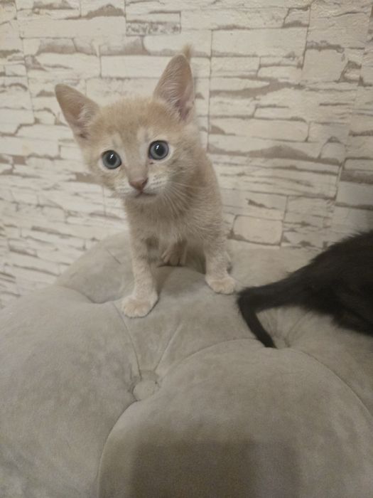 Котята 1,5месяца