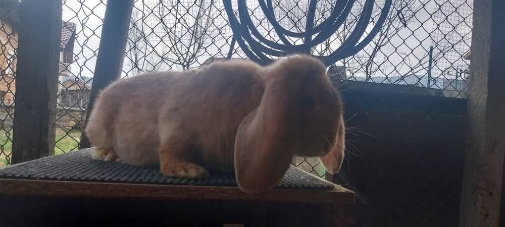 Зайци за разплод френски кочоват
