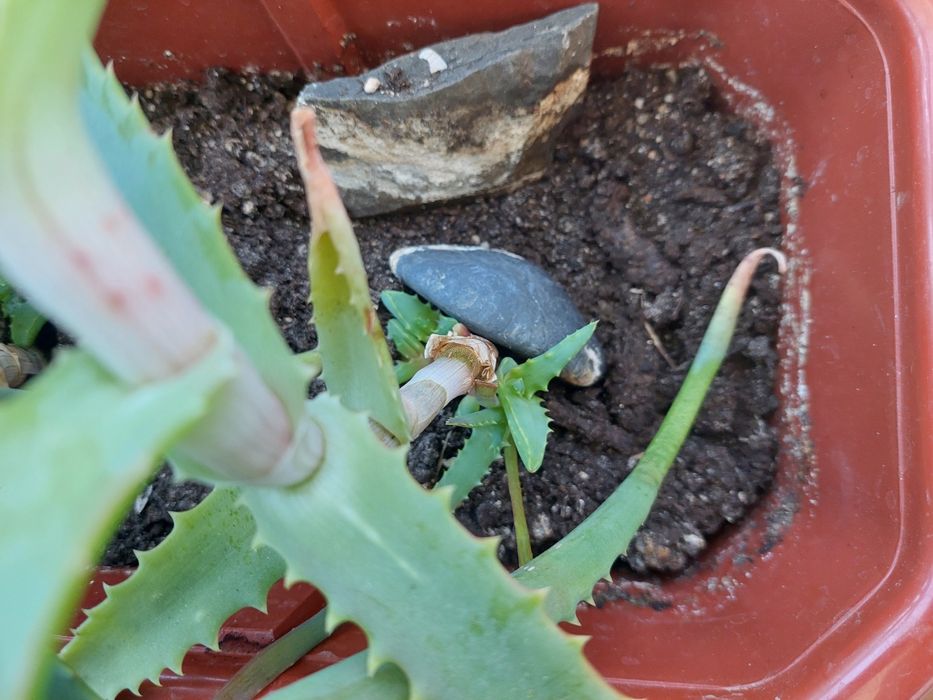 Алое Вера лечебно растение на 2 години