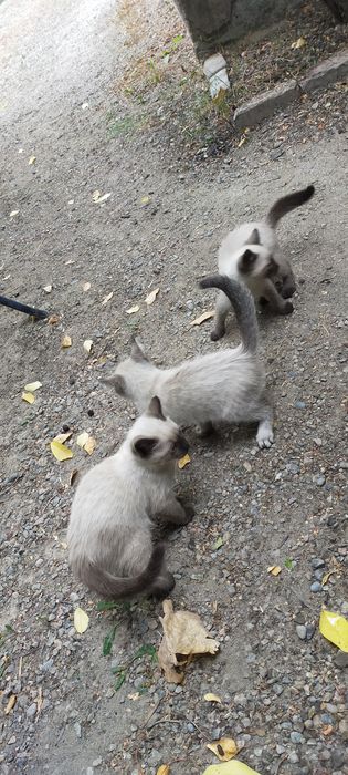 Котята 2х месячные красивые