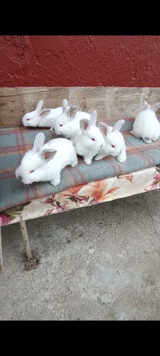 Iepuri puișorii Uriaș gri german și uriaș Transilvania