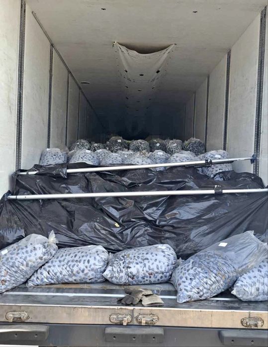 PRUNE DE ȚUICĂ – 2,20 LEI/KG Transport gratuit