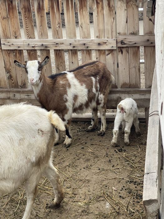 Сауынды пародистый альпи ешкі