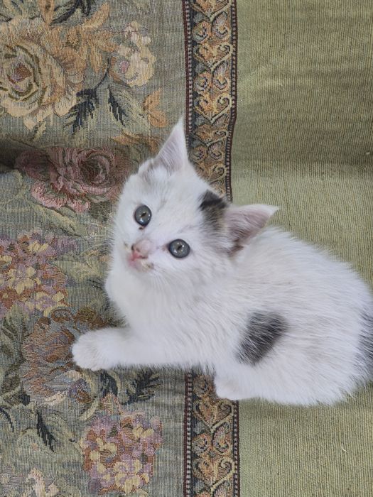 Котята бесплатно