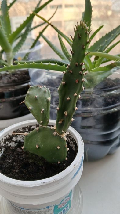 Домашнии растения