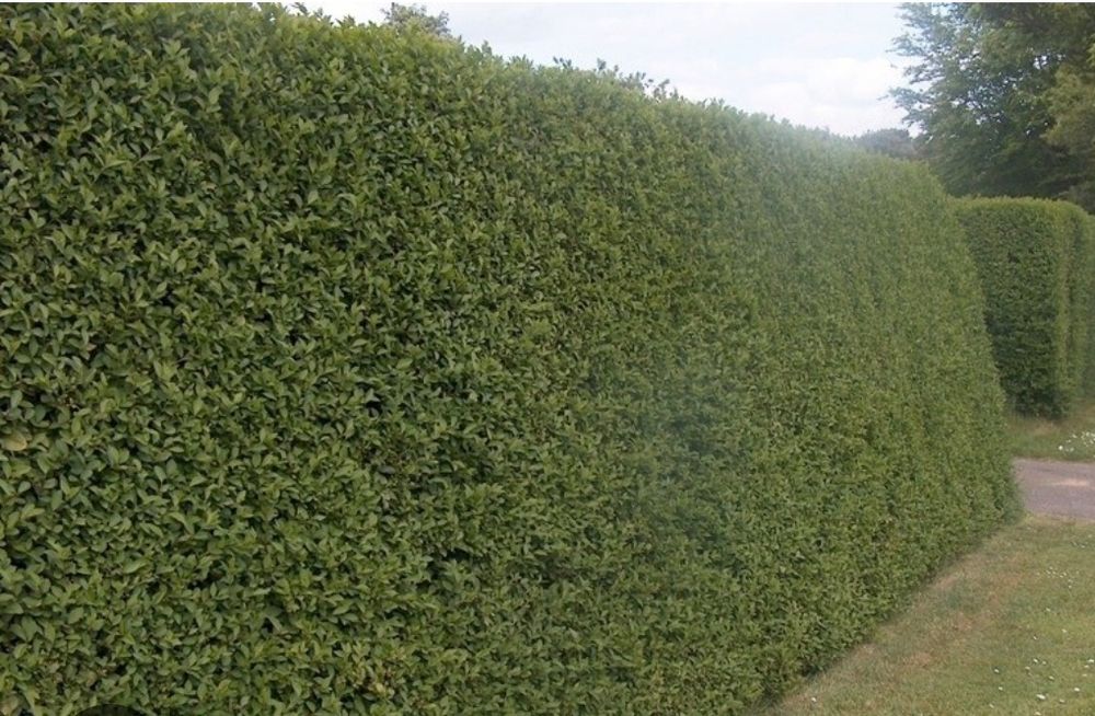 Ligustrum gard viu