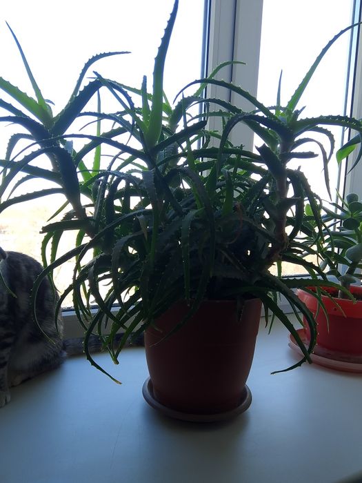 Продам лечебный цветок алоэ