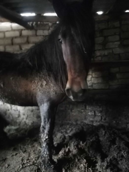 Продам байтал с откорма!!!