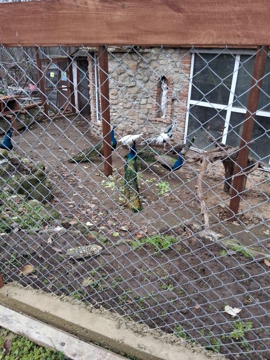 Паун / Пауни / индийски пауни