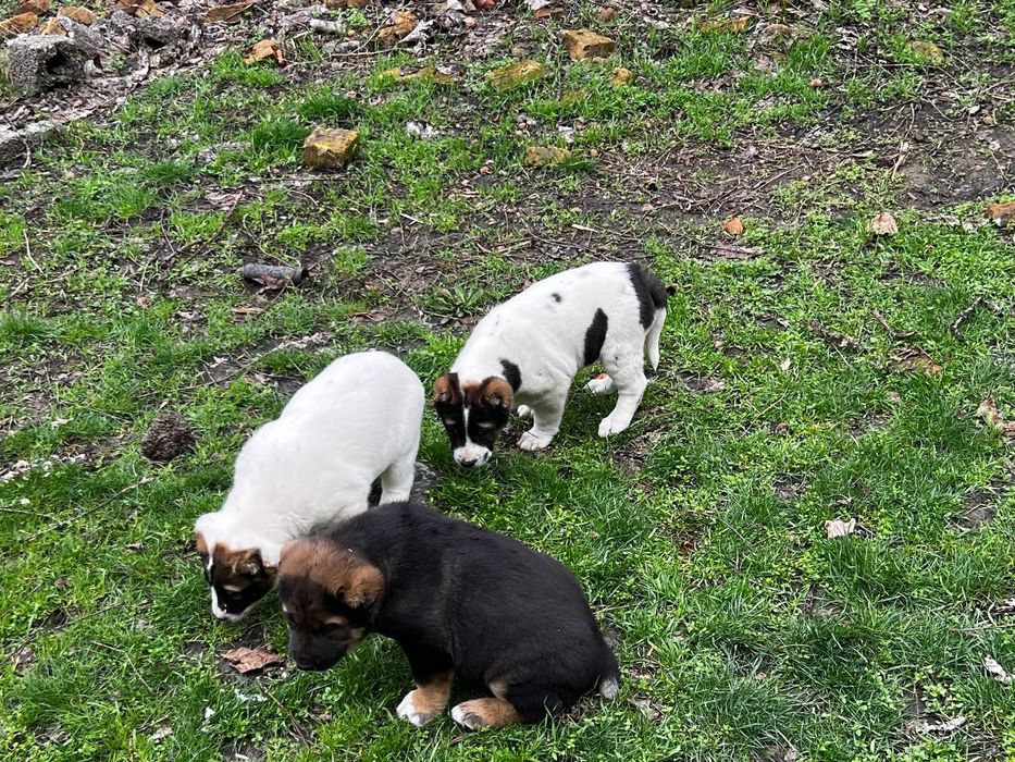 Toza qonli 1yarm oyli alabay bolari sotiladi