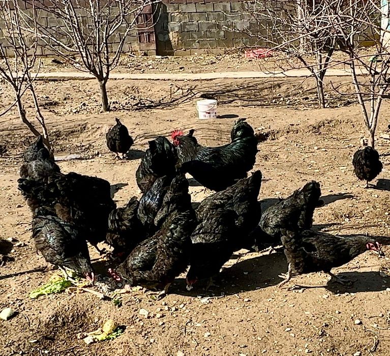 Джерси гигант 6 аилық