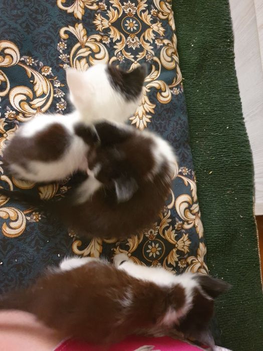 Отдам маму кошку с котятами в хорошие руки город навои