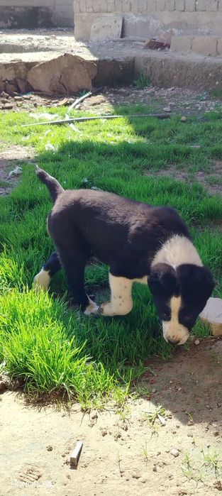 Alabay toza qon 2 ta