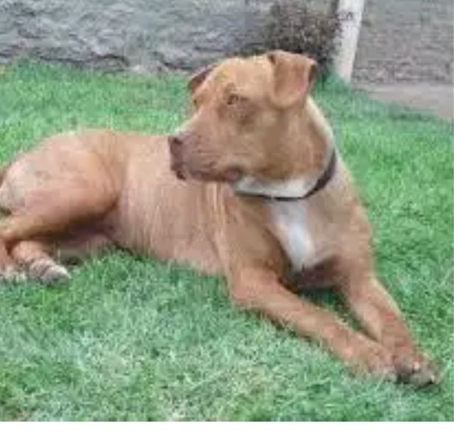 Велосипед в хорошем состоянии