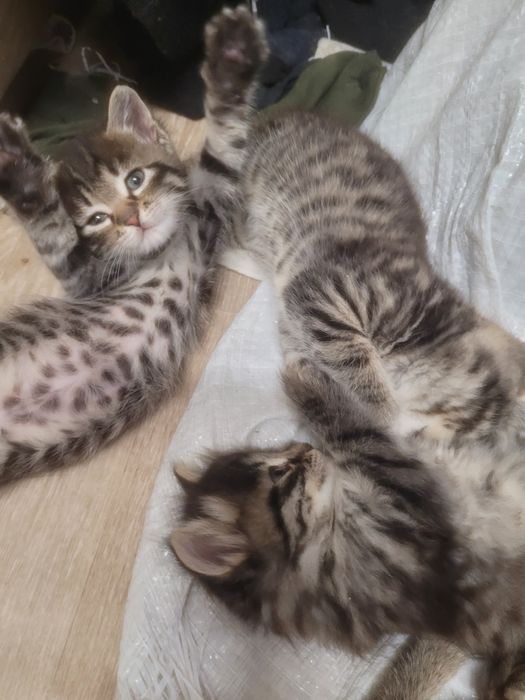 Продам пушистых котят