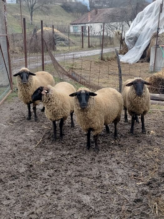 Oi Suffolk de vanzare