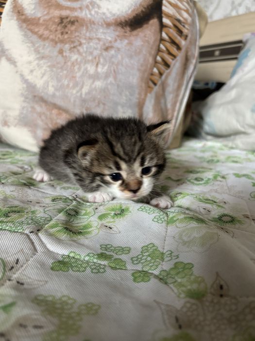 Продам шотландских вислоухий